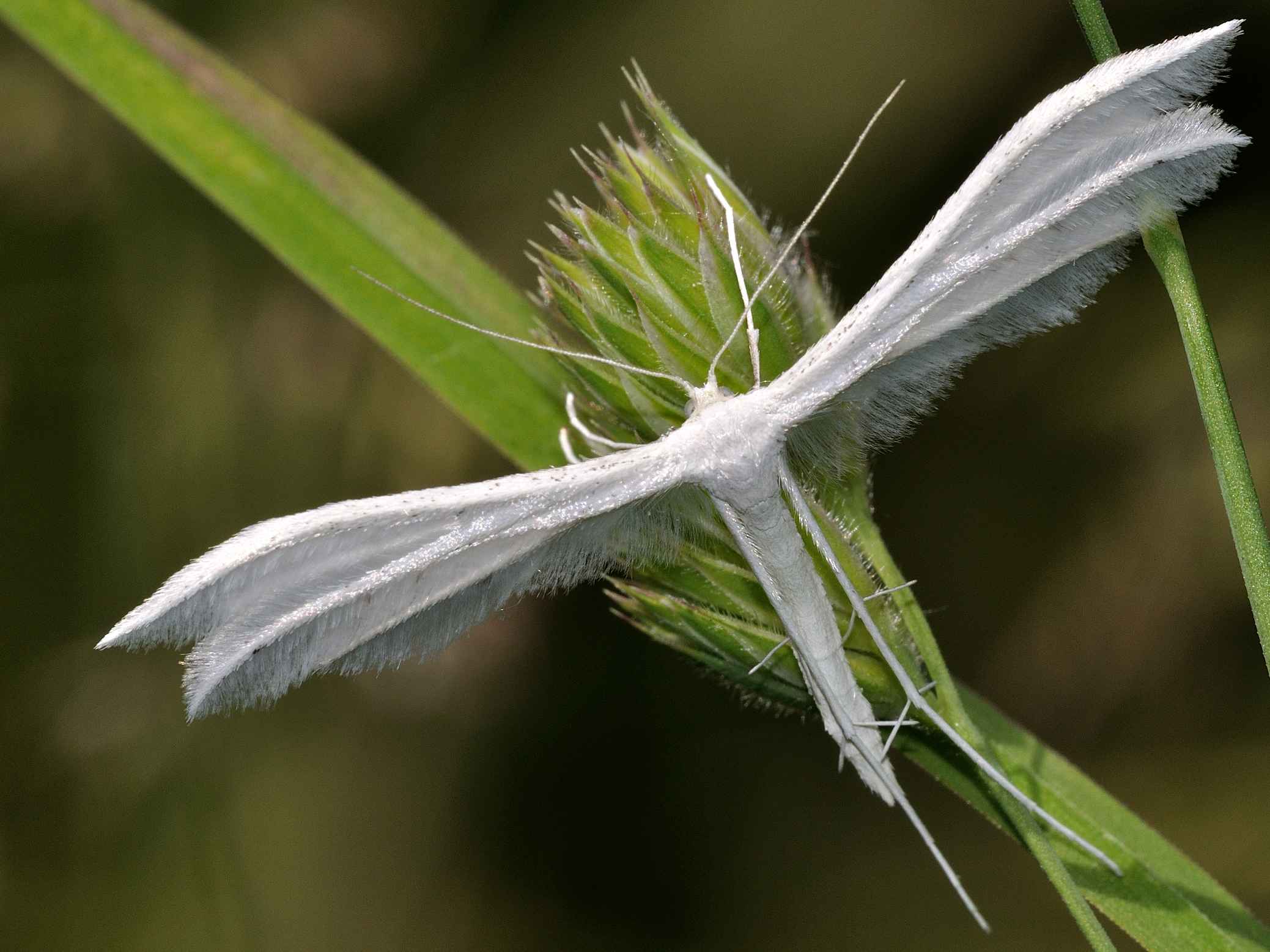 Pterophoridae - Pterophorus pentadactyla